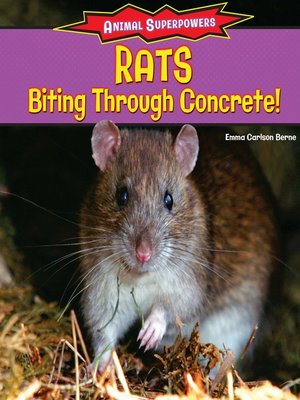 cover image of Rats: Biting Through Concrete!